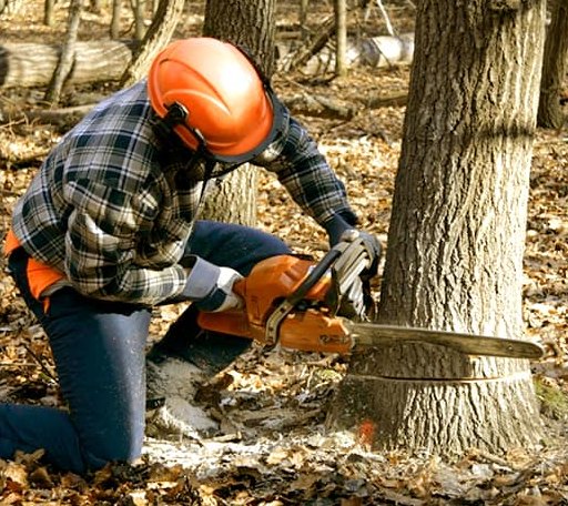 Tree Removal in Julian, PA